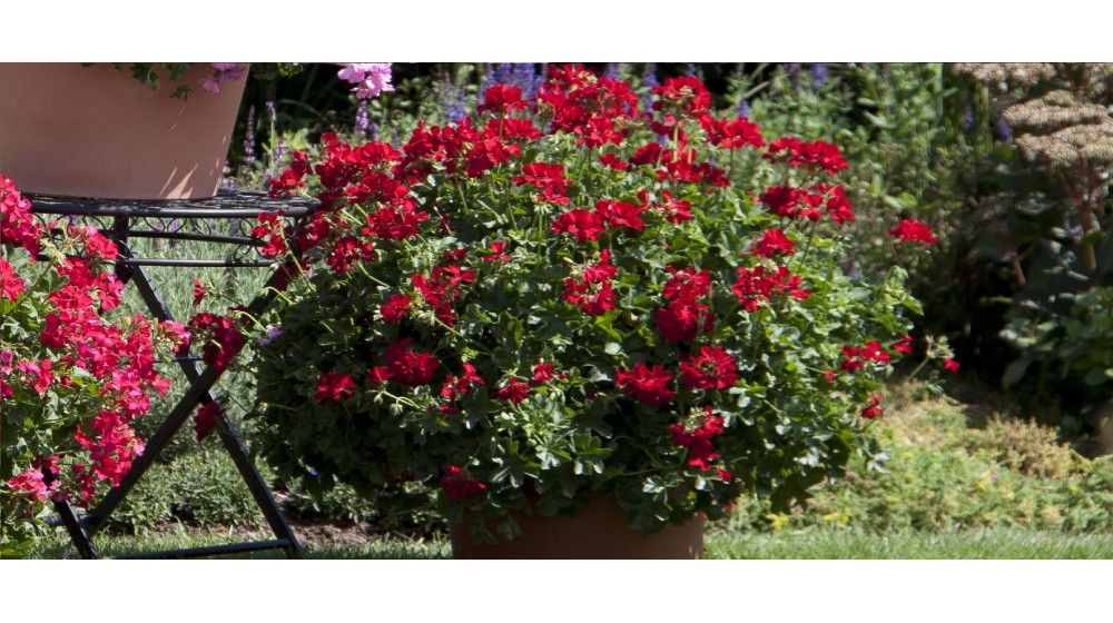 Žvaigždžiažiedės pelargonijos